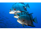 Atlantic Spadefish - Spadefish<br>(<i>Chaetodipterus faber</i>)