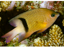 Blackbar Damsel - Damselfish<br>(<i>Plectroglyphidodon dickii</i>)