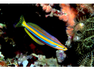 Bluestriped Fangblenny - Blenny<br>(<i>Plagiotremus rhinorhynchos</i>)