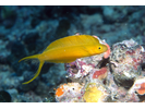 Fiji Fangblenny (Plagiotremus flavus; prev. known as P. oualanensis) - Blenny<br>(<i>Plagiotremus flavus</i>)