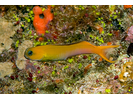 Midas Coralblenny - Blenny<br>(<i>Ecsenius midas</i>)