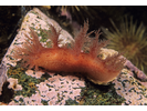 Bushy-Backed Nudibranch - Mollusks<br>(<i>Dendronotus frondosus</i>)