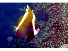 Humphead Bannerfish - Butterflyfish<br>(<i>Heniochus varius</i>)