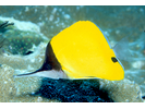 Longnose Butterflyfish - Butterflyfish<br>(<i>Forcipiger flavissimus</i>)