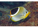 Saddled Butterflyfish - Butterflyfish<br>(<i>Chaetodon ephippium</i>)