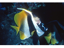 Singular Bannerfish - Butterflyfish<br>(<i>Heniochus singularius</i>)