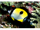 Teardrop Butterflyfish - Butterflyfish<br>(<i>Chaetodon unimaculatus</i>)