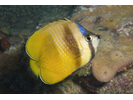 Blacklip Butterflyfish - Butterflyfish<br>(<i>Chaetodon kleinii</i>)