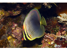 Eastern Triangular Butterflyfish - Butterflyfish<br>(<i>Chaetodon baronessa</i>)