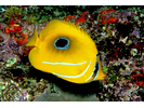 Eclipse Butterflyfish - Butterflyfish<br>(<i>Chaetodon bennetti</i>)