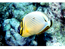 Redfin Butterflyfish - Butterflyfish<br>(<i>Chaetodon lunulatus</i>)