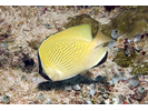 Speckled Butterflyfish - Butterflyfish<br>(<i>Chaetodon citrinellus</i>)