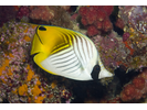 Threadfin Butterflyfish - Butterflyfish<br>(<i>Chaetodon auriga</i>)