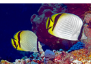 Vagabond Butterflyfish - Butterflyfish<br>(<i>Chaetodon vagabundus</i>)