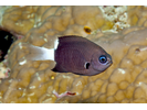 Bicolor Chromis - Damselfish<br>(<i>Chromis margaritifer</i>)