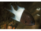 Pacific Half-and-half Chromis - Damselfish<br>(<i>Pycnochromis iomelas</i>)