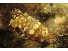 Club Tunicate - Urochordates<br>(<i>Styela clava</i>)