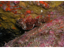 Rainbow Scorpionfish - Scorpionfish - Escorpiones<br>(<i>Scorpaenodes xyris</i>)