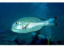 Humpnose Bigeye Bream - Emperor<br>(<i>Monotaxis grandoculis</i>)