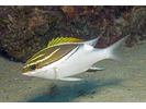 Bridled Monocle Bream - Coral Bream<br>(<i>Scolopsis bilineata</i>)