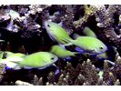 Blue-green Chromis - Damselfish<br>(<i>Chromis viridis</i>)