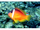 Fiji Anemonefish - Damselfish<br>(<i>Amphiprion barberi</i>)