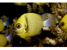 Whitetail Damsel - Damselfish<br>(<i>Pomacentrus chrysurus</i>)