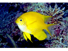 Golden Damsel - Damselfish<br>(<i>Amblyglyphidodon aureus</i>)