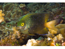 Jewel Damsel - Damselfish<br>(<i>Stegastes lacrymatus</i>)