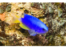 Neon Damsel - Damselfish<br>(<i>Pomacentrus coelestis</i>)