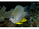 Orbicular Damsel - Damselfish<br>(<i>Amblyglyphidodon orbicularis</i>)