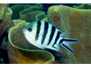 Scissortail Sergeant - Damselfish<br>(<i>Abudefduf sexfasciatus</i>)