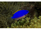 South Seas Devil - Damselfish<br>(<i>Chrysiptera taupou</i>)