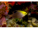 Talbot's Damsel - Damselfish<br>(<i>Chrysiptera talboti</i>)