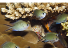 Ternate Chromis - Damselfish<br>(<i>Chromis ternatensis</i>)