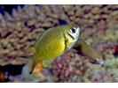 Weber's Chromis - Damselfish<br>(<i>Chromis weberi</i>)