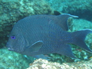 Giant Damselfish adult - Damselfish - Jaqueta<br>(<i>Microspathodon dorsalis</i>)