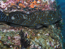 Giant Hawkfish - Hawkfish - Halcón<br>(<i>Cirrhitus rivulatus</i>)