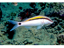 Dash-dot Goatfish - Goatfish<br>(<i>Parupeneus barberinus</i>)