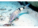 Manybar Goatfish - Goatfish<br>(<i>Parupeneus multifasciatus</i>)