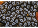 Golden Star Tunicate - Urochordates<br>(<i>Botryllus schlosseri</i>)