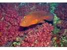 Coral Grouper - Grouper<br>(<i>Cephalopholis miniata</i>)
