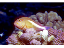 Arc-eye Hawkfish - Hawkfish<br>(<i>Paracirrhites arcatus</i>)