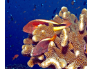 Freckled Hawkfish - Hawkfish<br>(<i>Paracirrhites forsteri</i>)