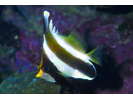 Pennant Bannerfish - Butterflyfish<br>(<i>Heniochus chrysostomus</i>)