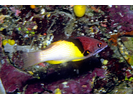 Blackbelt Hogfish - Wrasse<br>(<i>Bodianus mesothorax</i>)