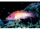 Redfin Hogfish - Wrasse<br>(<i>Bodianus dictynna</i>)