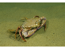 Ocellate Lady Crab - Arthropods<br>(<i>Ovalipes ocellatus</i>)