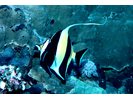 Moorish Idol - Moorish Idol<br>(<i>Zanclus cornutus</i>)