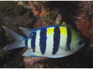 Indo-Pacific Sergeant - Damselfish<br>(<i>Abudefduf vaigiensis</i>)